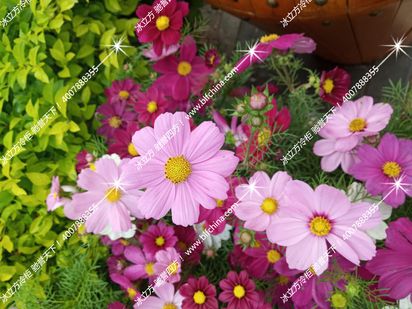 冰立方鲜花保鲜柜一石二鸟